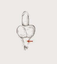 músculos de potencia y su tensión para aumentar la potencia